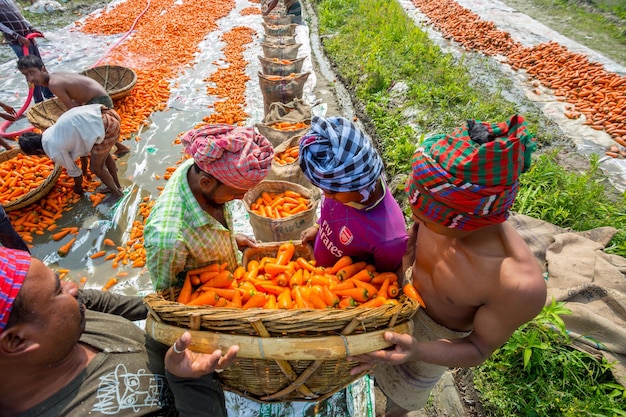 Bangladesh January 24 2020 After harvest farmers are putting fresh carrots in jute bags.