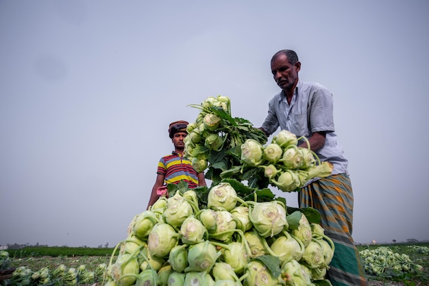 Bangladesh January 24 2020 Labors are uploading Kohlrabi cabbage in plastic mesh bags for export in local market at Savar Dhaka Bangladesh