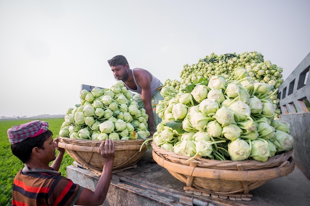 Bangladesh January 24 2020 Labors are uploading turnip in picked up the truck for export in local market at Savar Dhaka Bangladesh