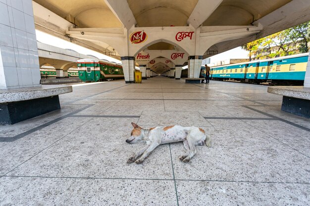 バングラデシュ 2020 年 3 月 30 日 プラットフォーム全体が静かで空っぽで、犬が休んでいます。