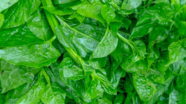 Bangladeshi fresh and healthy spinach at street market