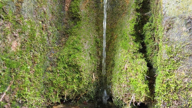 Banja koviljaca serbia guchevo loznica spring three sources healing mineral natural water flowing