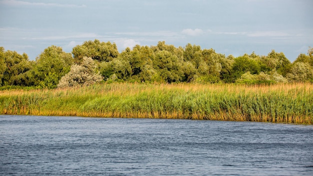 Bank of the big river overgrown with reeds and trees