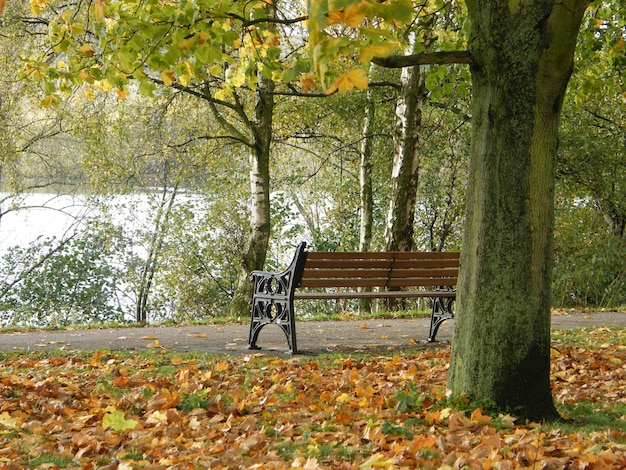 Bank bij bomen in het park in de herfst