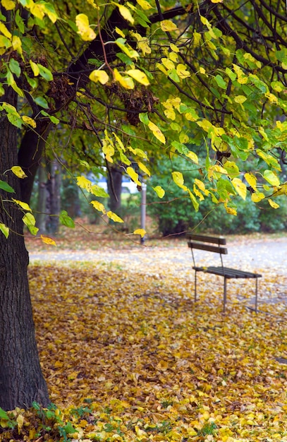 Bank en voetpad in herfst stadspark