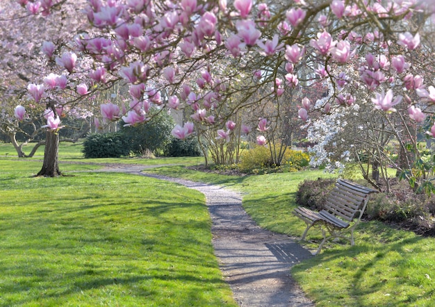Bank in een park onder mooie magnolia die bij de lente tot bloei komt
