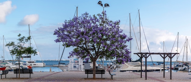 Bank met boom dichtbij jachthaven op Olhao-stad, Portugal.