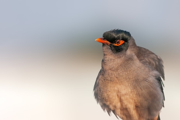 Bank myna die zijn fijne veerdetails toont