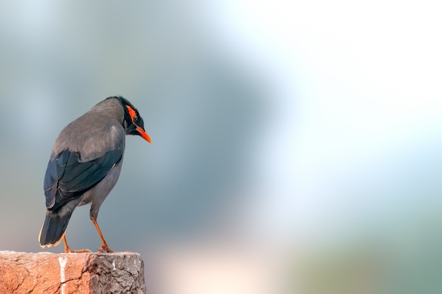 Bank Myna zittend op een muur naar beneden kijkend