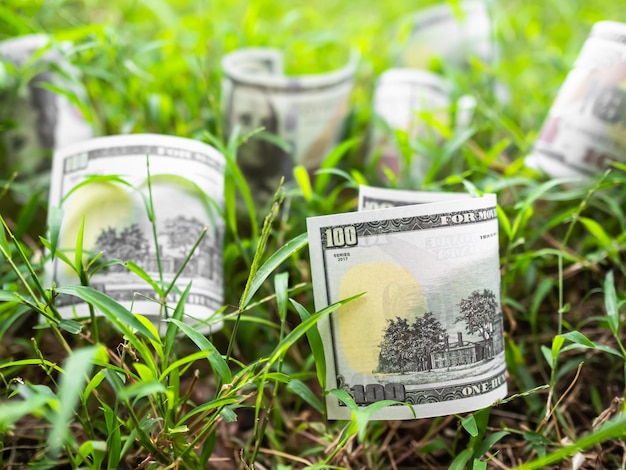 Foto bankbiljet dollar 100 ons op groen gras achtergrond usa amerikaanse valuta contant geld symbolen op dauw kleine boom natureplan investeringsinkomen geld besparen business of finance exchange concept