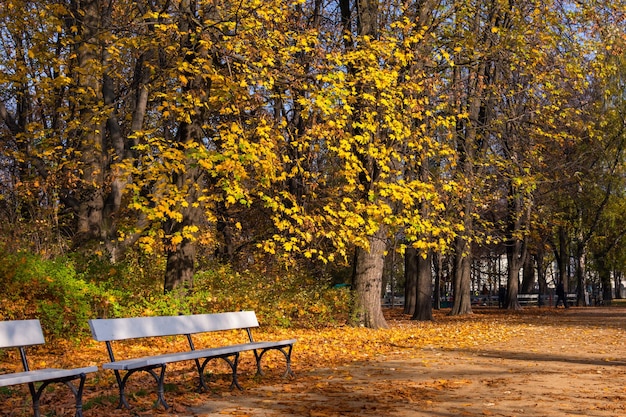 Banken in de gouden herfst park heldere herfst