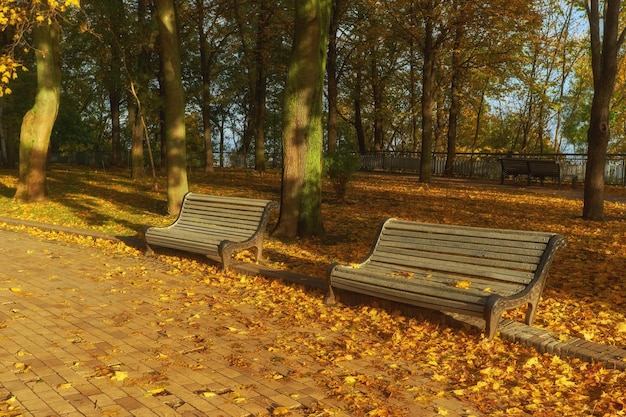 Bankje in de herfst met kleurrijk gebladerte en bomen