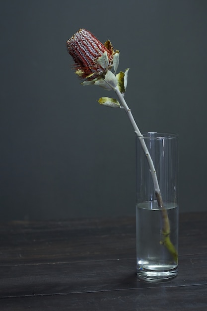 Photo banksia flower on a vase