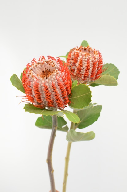 격리 된 흰색 배경에 Banksia 꽃