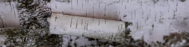 Banner 4x1 closeup of a white birch trunk with a curl of birch bark