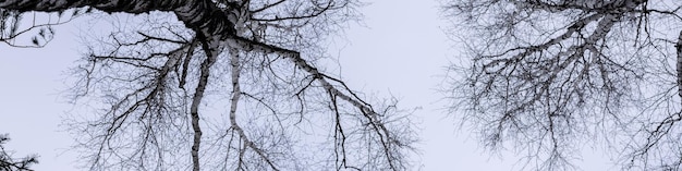 Banner 4x1 the tops of two pine trees are photographed from below against a gray winter sky