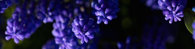 Banner 4x1 for website social networks Muscari blue flowers and fresh green grass closeup view selective focus image