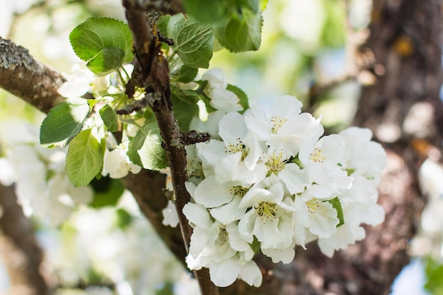 Banner ã acro fotografie. lente, natuur fotobehang. appelbloesems bloeien in de tuin bloeiende witte knoppen op de takken van een boom