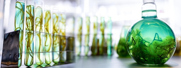 Banner background of alga biotechnology research algae experiment researching in laboratory for using in biofuel energy industrial sustainable development production of biodiesel industrial system