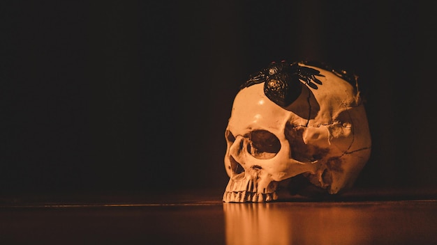 Banner background of human skull The imagination and inspiration of scary art and horror photography The closeup idea concept of human skull with spider on head