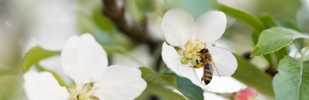 Banner background with bee and blooming tree branches honey production and spring concept