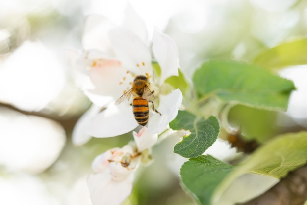 蜂と咲く木の枝の蜂蜜の生産と春のコンセプトとバナーの背景