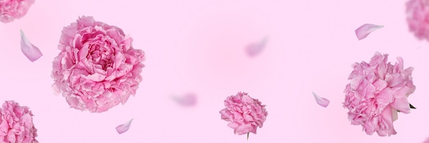 Banner beautiful flying pink peonies flowers and petals on a light pink pastel background