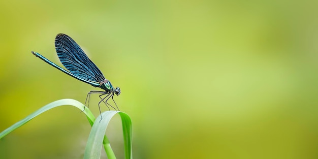 Banner blue dragonfly or damselfly sits on a grass near the river light green background copy space