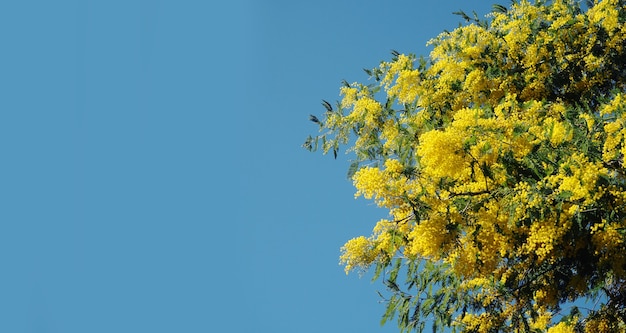 バナー明るい黄色のミモザの花。