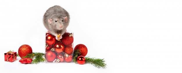 배너. 크리스마스 장식으로 매력적인 쥐 덤보입니다. 쥐의 2020 년. 스프 루 스, 빨간 크리스마스 공의 어린 가지입니다. 중국의 설날.