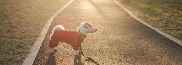 秋の公園を歩くスーツを着たバナーかわいいジャック・ラッセル犬コピースペースとテキスト用の空の場所子犬のペットはセーターの散歩に身を包んだ