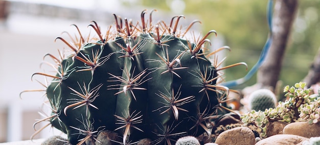 BANNER Echte natuur schoonheid achtergrond Close-up Donkergroene bolvormige cactus stekelige scherpe gele naald Grote Echinocactus Gruzona puntige ballen groeien Bloemenconcept moeilijk Meer toon op voorraad