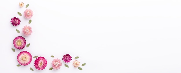 Banner. Flower composition. Eucalyptus branches and dry flowers on white background. Flat lay. Top view. Copy space - Image