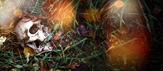 Banner a human skull in the grass is buried under autumn leaves. Fake skull close - up in natural background. A copy of a human skull for Halloween, a mystical concept of horror, death, disease, war.