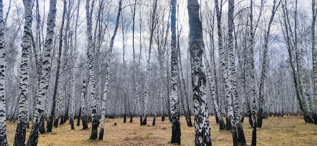 Banner. landscape birch forest in spring.