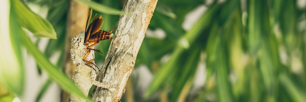 BANNER Macro close-up foto vangt moment grote grijze hagedis eten verslinden prooi slikken nog steeds fladderende bruine kever kakkerlak zitten op tak Groene heldere natuur achtergrond Levensstrijd ecosysteem