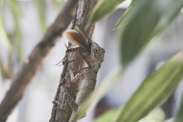 BANNERマクロのクローズアップ写真は、大きな灰色のトカゲが食欲をそそる獲物を飲み込み、まだ羽ばたく茶色のカブトムシゴキブリが枝に座っている瞬間を捉えています緑の明るい自然の背景生命闘争の生態系