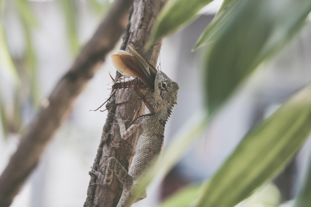 BANNER Macro closeup photo captures moment big gray lizard eat devourie prey swallow still fluttering brown beetle cockroach sit on branch Green bright nature background Life struggle ecosystem