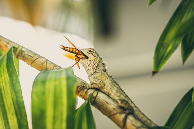 Banner macro closeup photo captures moment big gray lizard eat\
devourie prey swallow still fluttering brown beetle cockroach sit\
on branch green bright nature background life struggle\
ecosystem