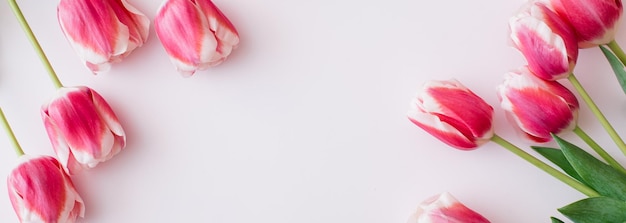 Banner realizzato tulipani rosa e bianchi su sfondo bianco spazio di copia vista dall'alto piatto
