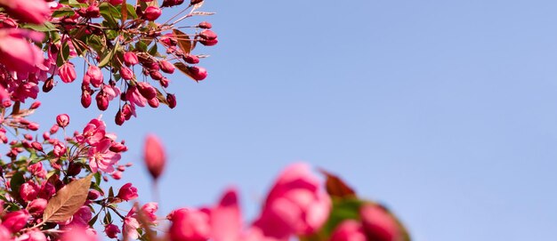 Foto banner met tak van bloeiende decoratieve roze appelboom voor blauwe hemel
