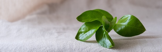 Banner, natuurlijke achtergrond voor ecoproducten. linnen, groene plant, podium. eco concept