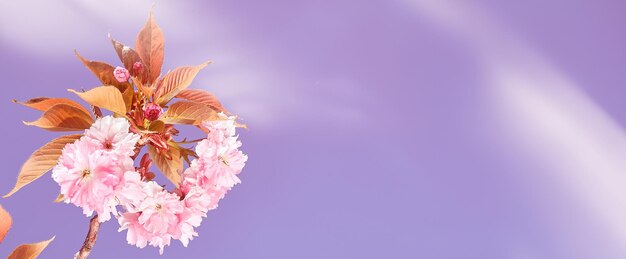 Banner, sakura rosa, ramoscelli di fiori di ciliegio con fiori in una giornata luminosa con cielo blu. sfondo naturale viola rosa dai toni con copia-spazio, posto per testo.