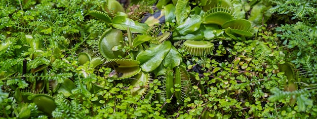 バナー。植物は捕食者です。昆虫キャッチャー植物植物園。ハエトリグサ。