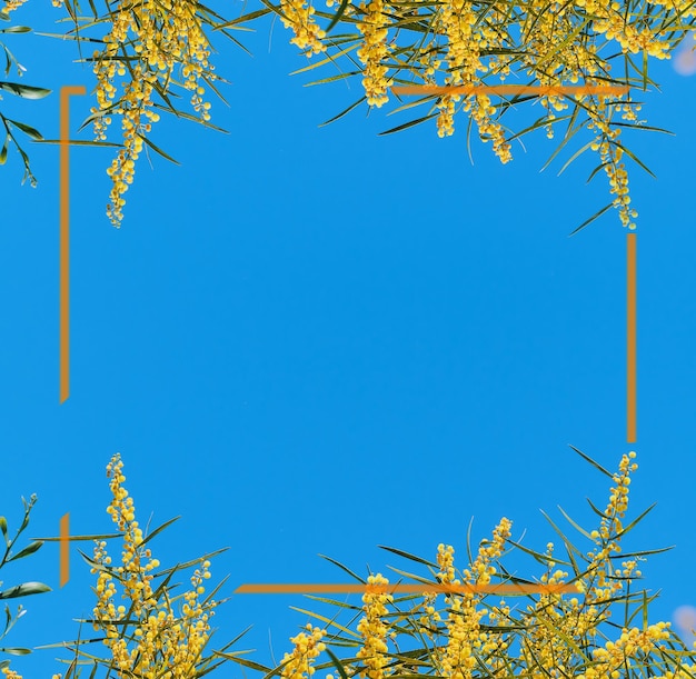 밝은 푸른 하늘을 배경으로 꽃이 만발한 황금 아카시아가 있는 프레임이 있는 배너 또는 엽서 휴가를 위한 텍스트 시간 또는 여성의 날 카드를 위한 여행 아이디어를 위한 장소