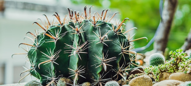 Banner real nature beauty background closeup dark green spheric\
cactus prickly sharp yellow needle large echinocactus gruzona\
spiked balls grow floral concept difficult more tone in stock