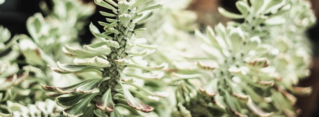 バナーリアルネイチャーライフビューティー写真背景マクロクローズホワイトベージュライトアンスラサイトグレーハーブフラワーグラス珍しい葉が生えるフローラルファンタジーミステリー夏春太陽日植物ケア優しさ