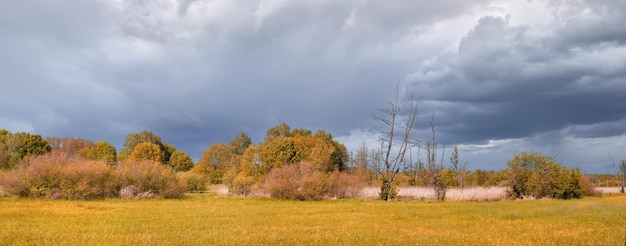 Баннер, болото, естественное болото, болото в хмурый день с драматическим небом перед бурей. Апельсиновое поле и мертвые стволы деревьев позади. Окраина Северного Берлина в Германии.