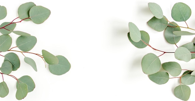 Banner van groene bladeren eucalyptus geïsoleerd op een witte achtergrond plat lag bovenaanzicht