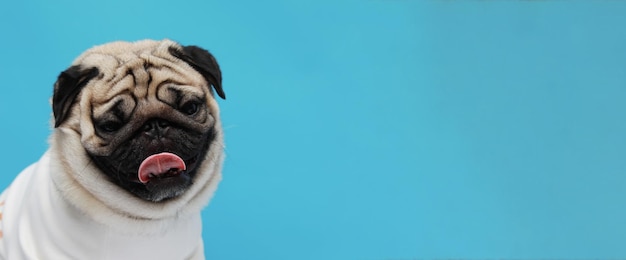 Banner van Happy schattige hond pug ras glimlach en vrolijk op blauwe achtergrond